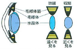 焦点の調節機構